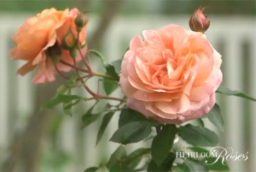 Heirloom Mktg Sample